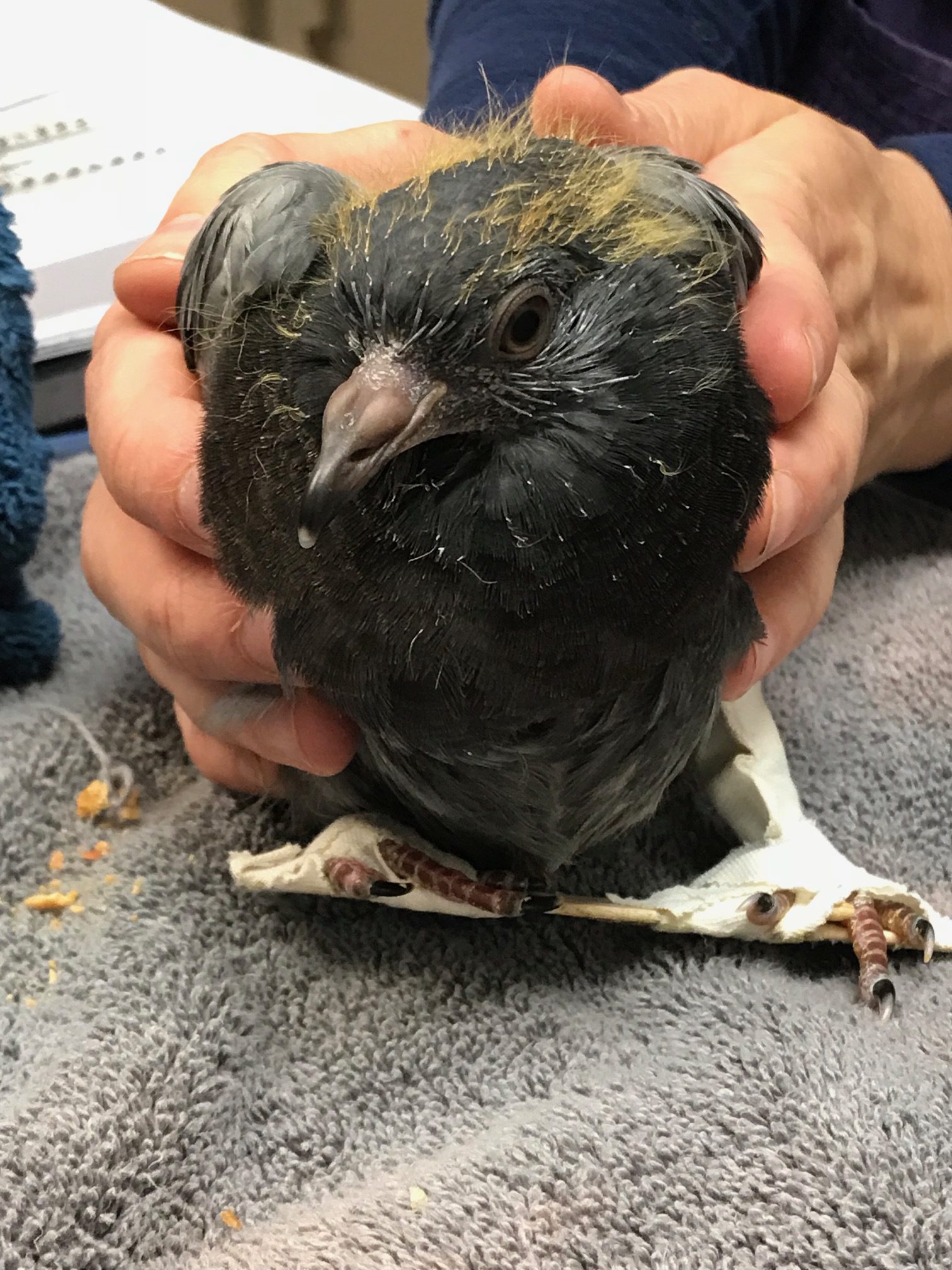 Baby pigeon with legs splinted