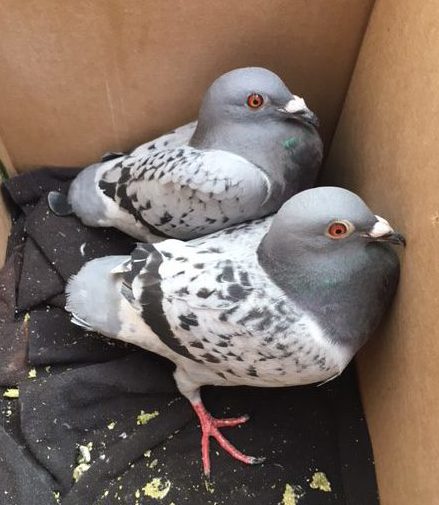 Cooper &amp; Wicket are "dog birds" rescued by Palomacy in 2017. Note the chopped off wing &amp; tail feathers. (Their feathers have long since regrown.)