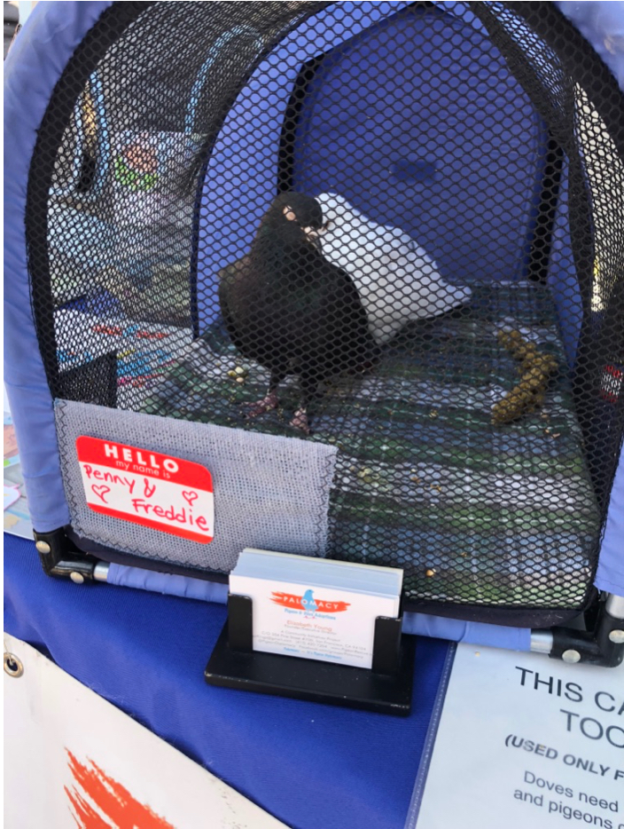 Two rescued pigeons in a tabletop carrier at an outreach event