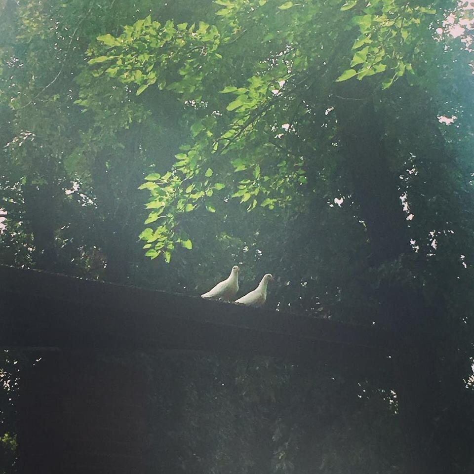 Two white pigeons hanging out in a park