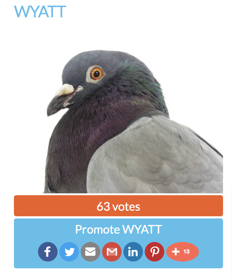 Profile of a rescued Rock pigeon