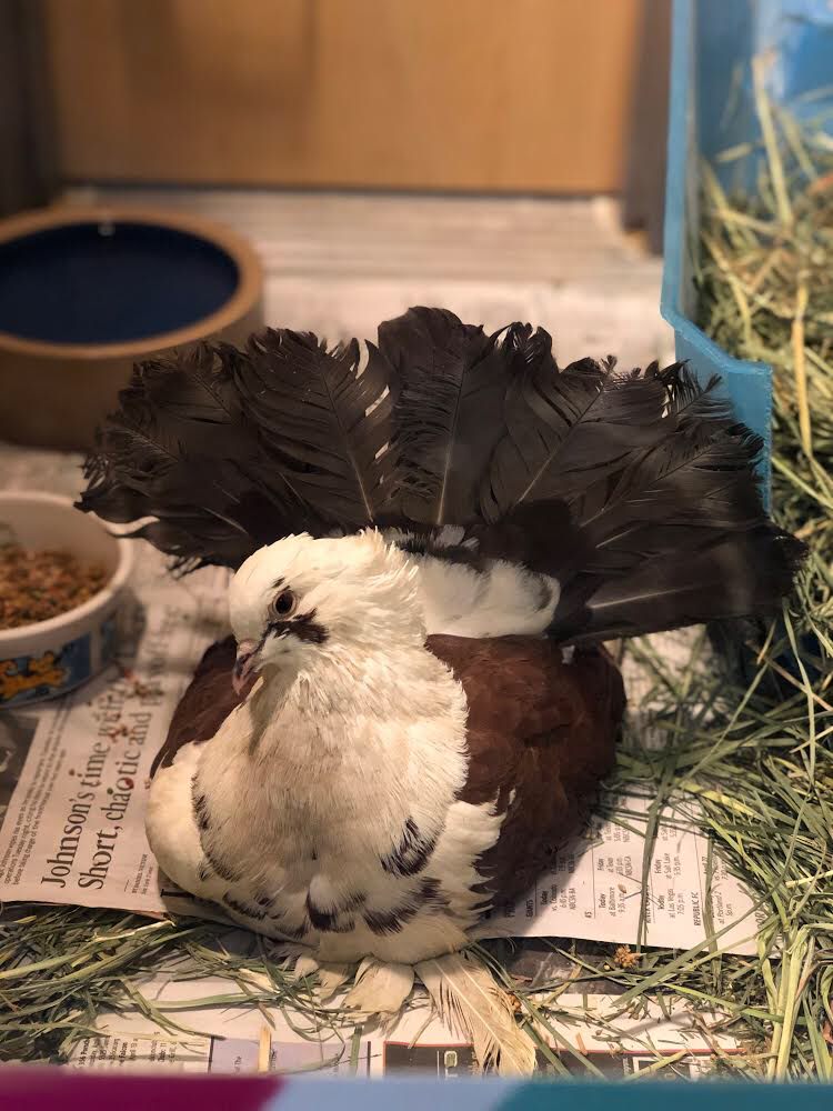 Sad fantail pigeon in a shelter cage looking at the camera questioningly