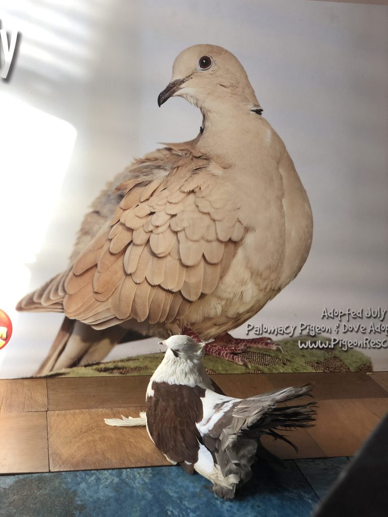 Fantail pigeon gazing lovingly at a fine art poster of a dove blown up to be 20X his size