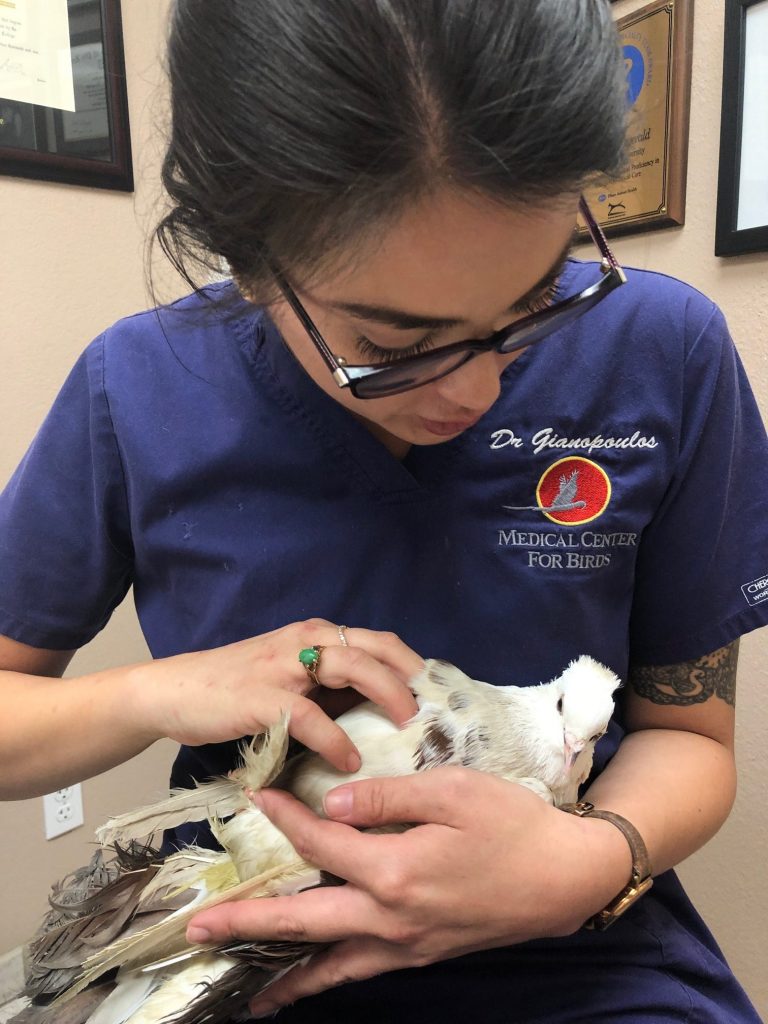 A young woman in vet scrubs cradles her Fantail pigeon patient while examining him