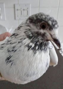 Shows a lucky rescued domestic pigeon safe in adopter's hand