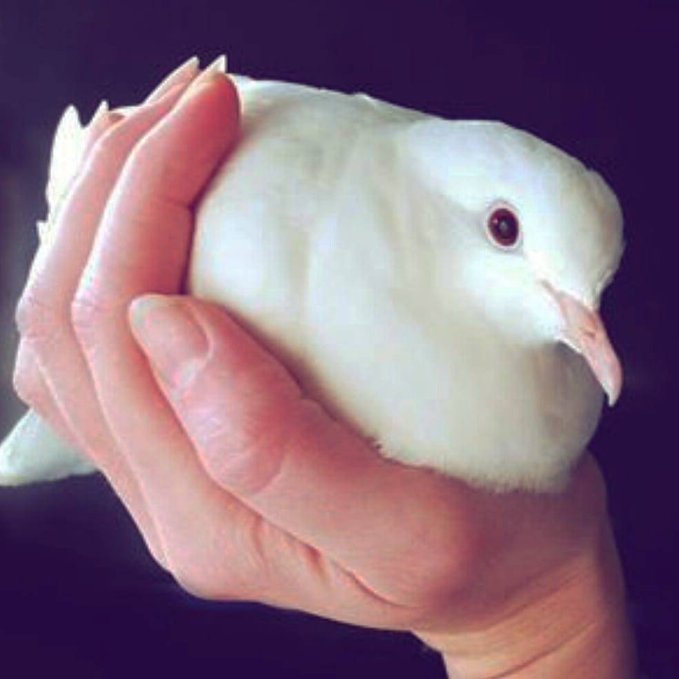 A beautiful white Ringneck dove lovingly cradled in her rescuer's hand