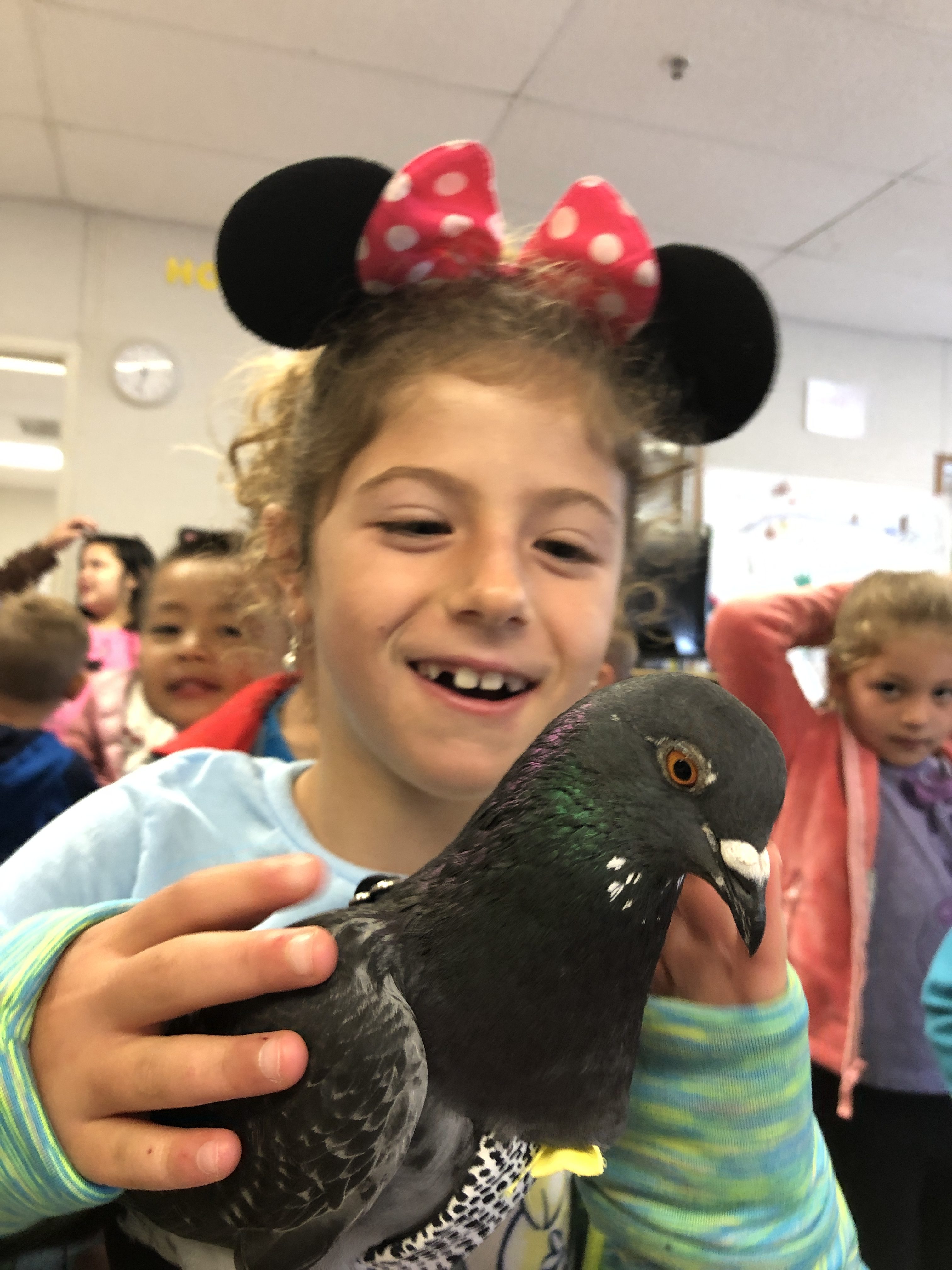 A six year old girl's face is lit up meeting rescued feral pigeon Pip