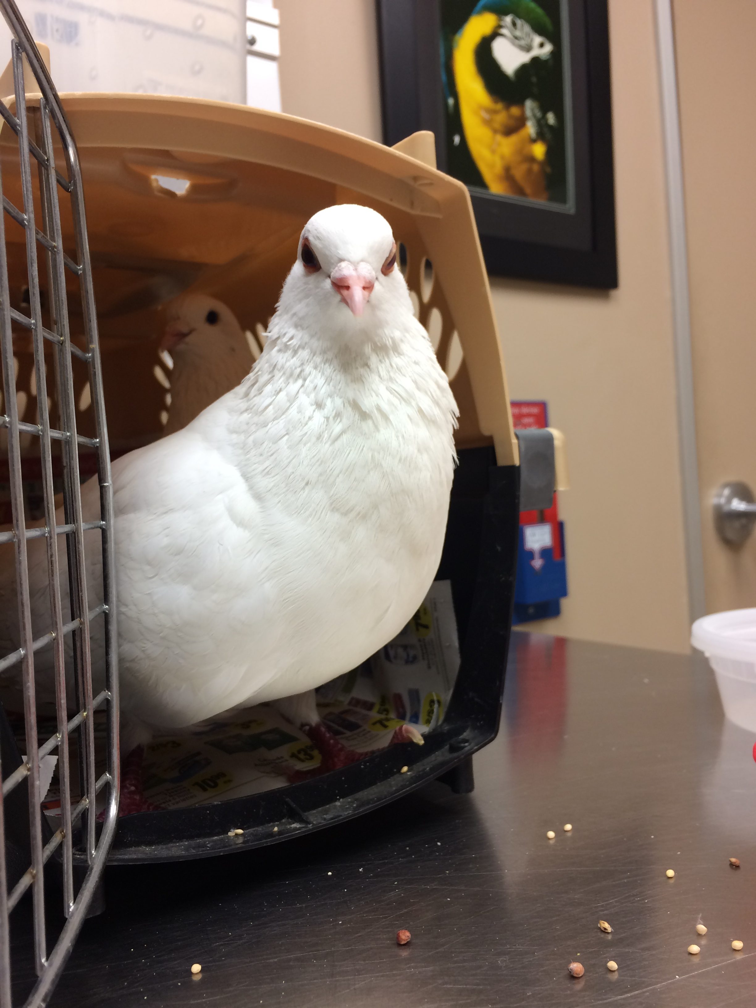White King pigeon stepping out of a pet carrier onto vet table