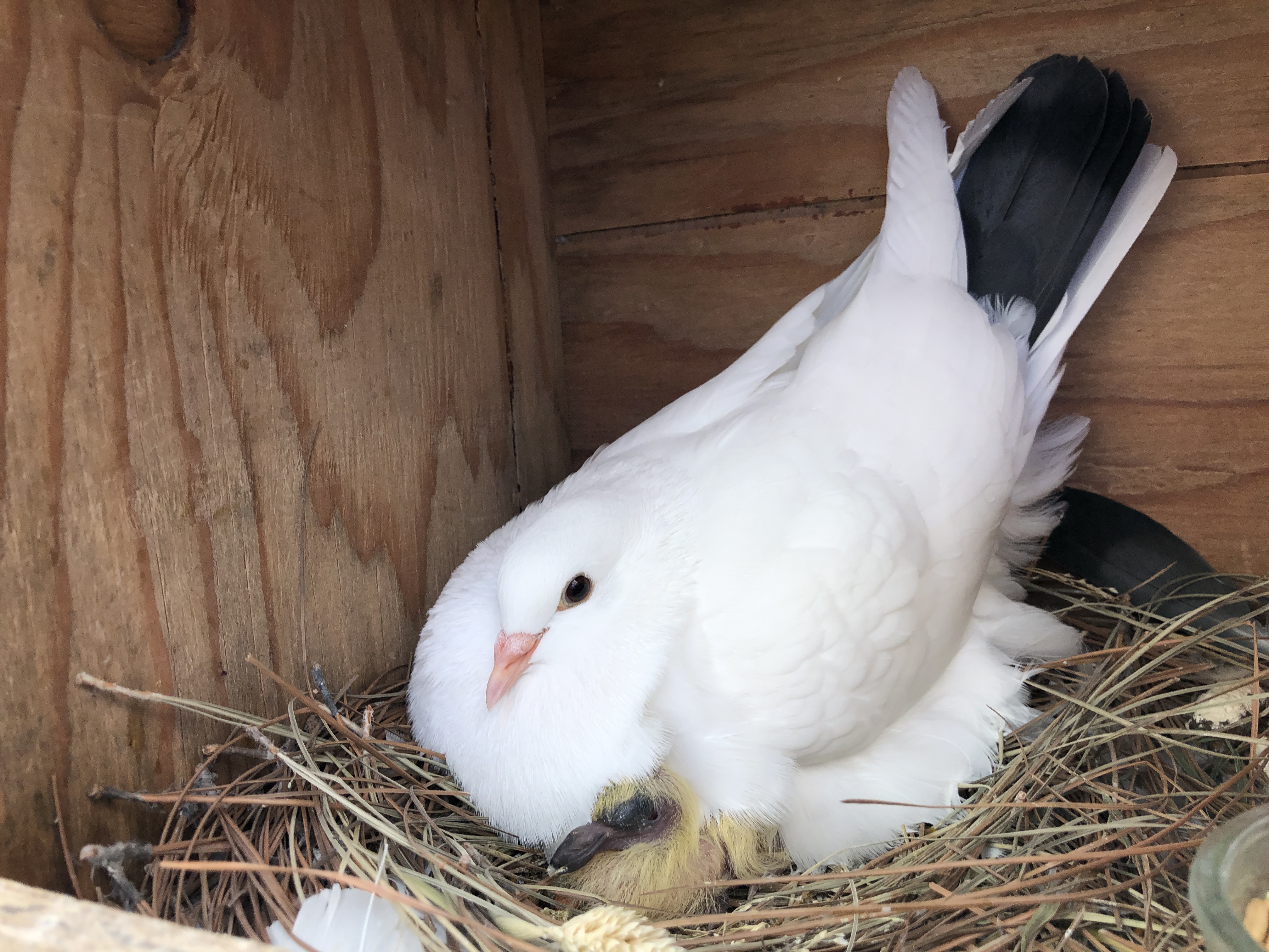 Big white foster mom King pigeon glaring defensively at the camera with tiny baby nestled under her breast