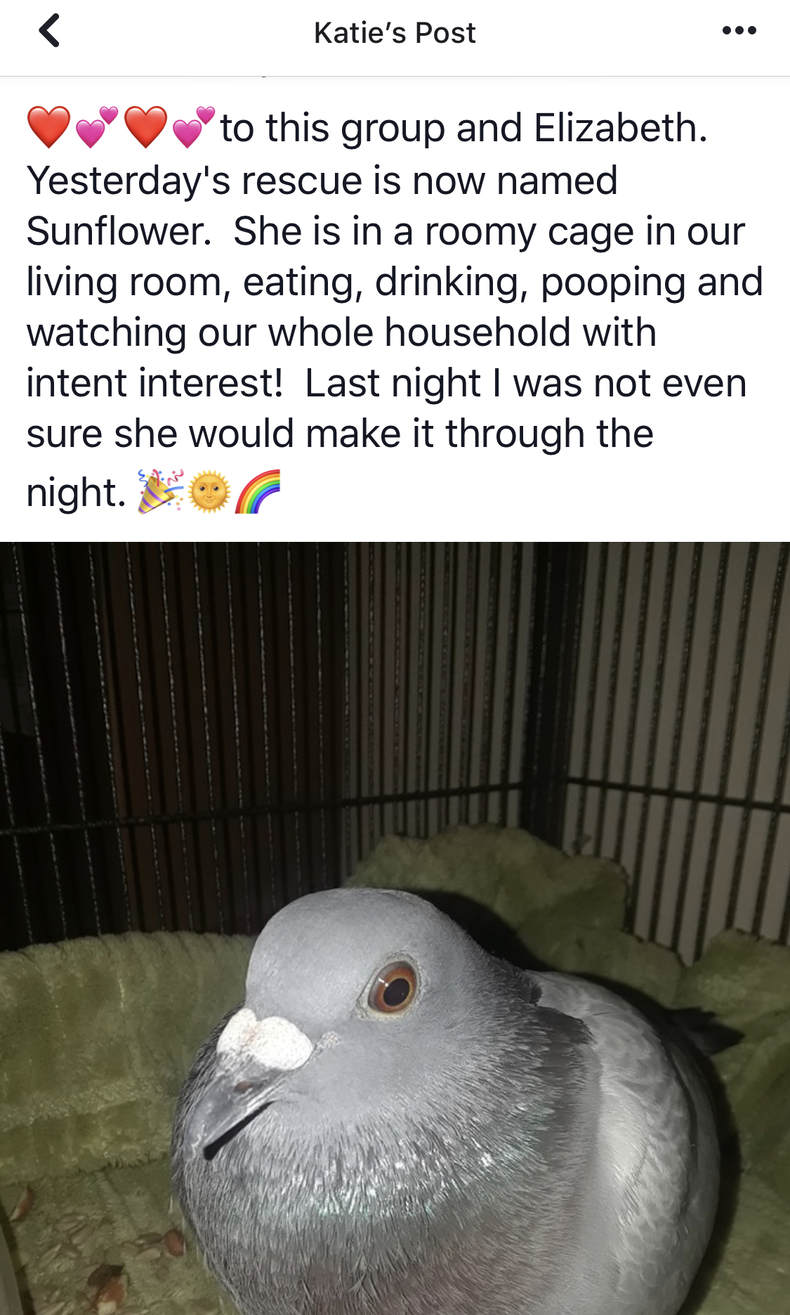 Screenshot of the quoted post to our Palomacy Help Group which includes a photo of the rescued racing pigeon