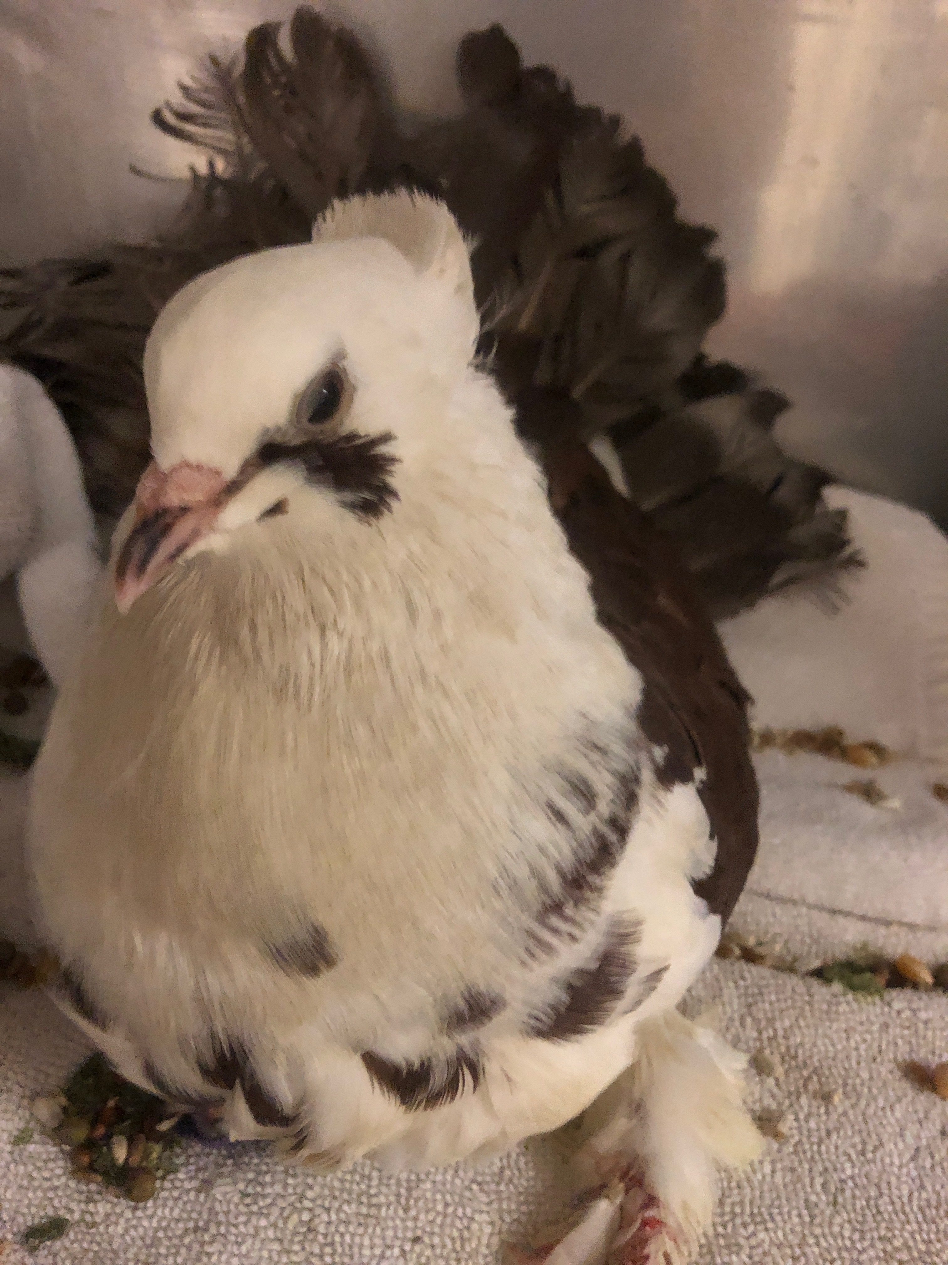 Fancy white & brown fantail pigeon in a vet hospital kennel