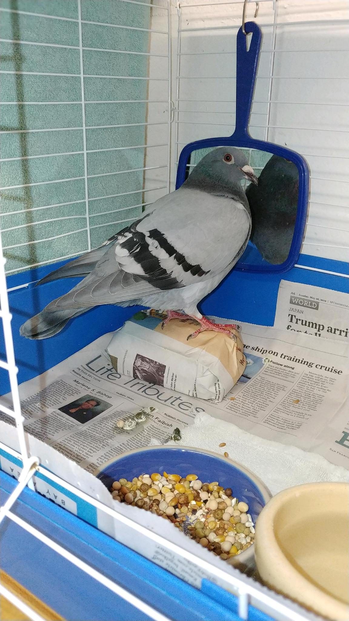 Rescued blue bar racing pigeon keeping company with a mirror in her shelter cage