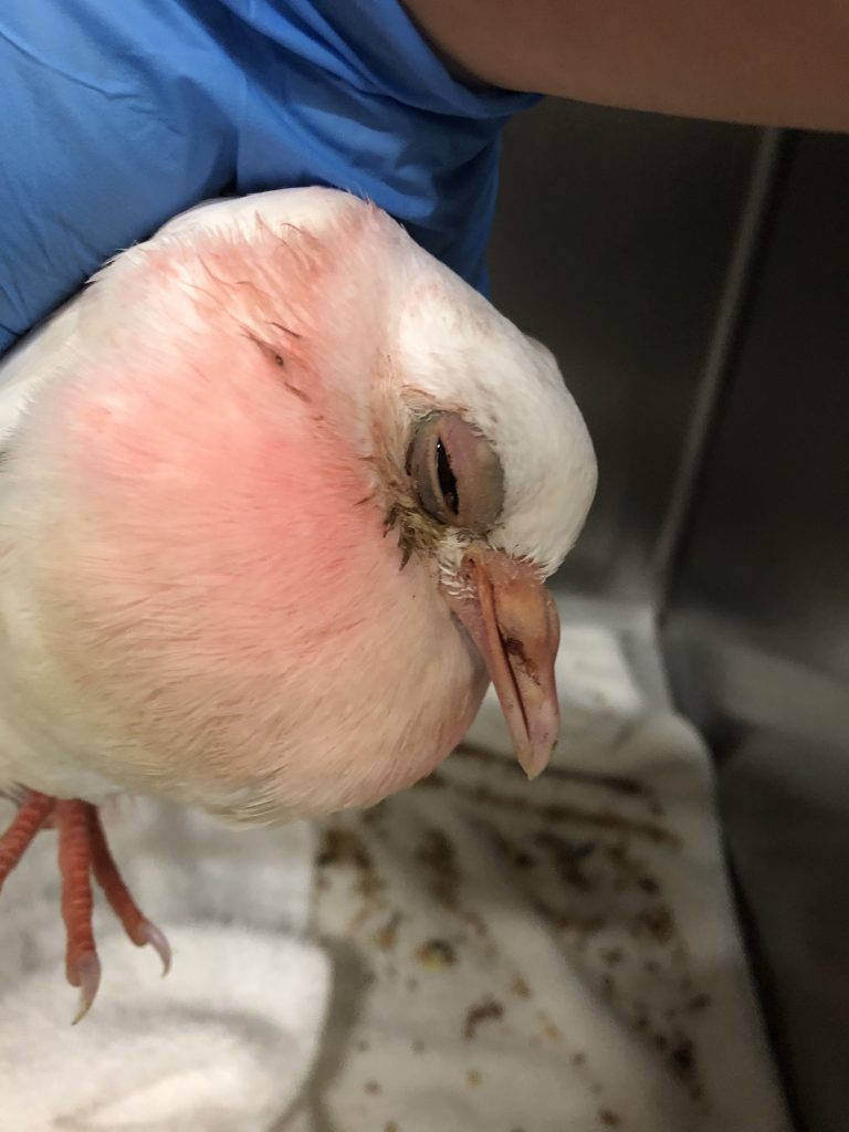 Weak, sick, injured pigeon juvenile held in the hand of shelter staff