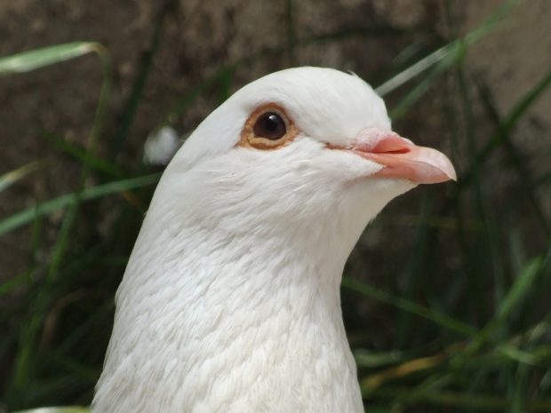 Rescued king pigeon