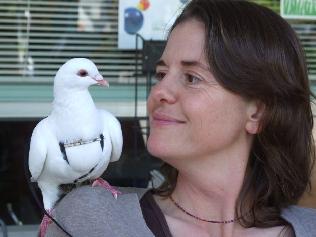 Rescued king pigeon and MickaCoo volunteer