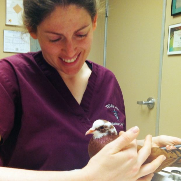 Rescued Pigeon with Avian Veterinarian