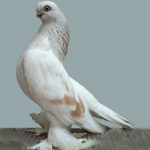 Berlin Short Faced Tumbler Pigeon