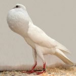 Brunner Pouter Fancy Pigeon