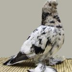 English Long Faced Muffed Tumbler Pigeon