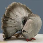Fantail Pigeon Silver Barred