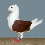 Old Dutch Owl Fancy Pigeon