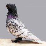 Oriental Frill Pigeon Black Laced Blondinette