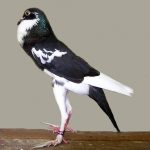 Pygmy Pouter Fancy Pigeon