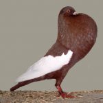 Schalaster Pouter Fancy Pigeon