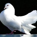 Seldschuk Fantail Pigeon White
