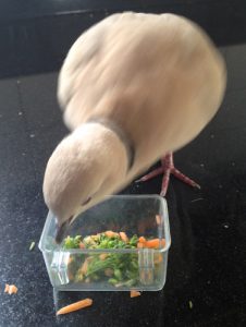 Domestic Dove Eating Vegetables