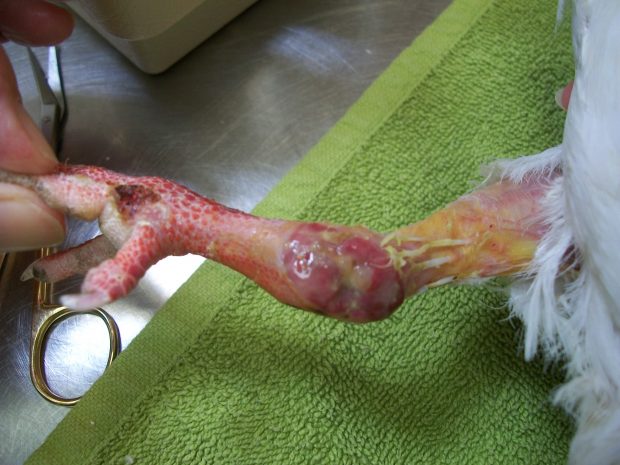 Injured king pigeon with wounded hock