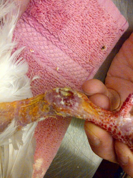 Injured pigeon's wound healing well