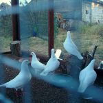 flock of rescued king pigeons in a nice aviary