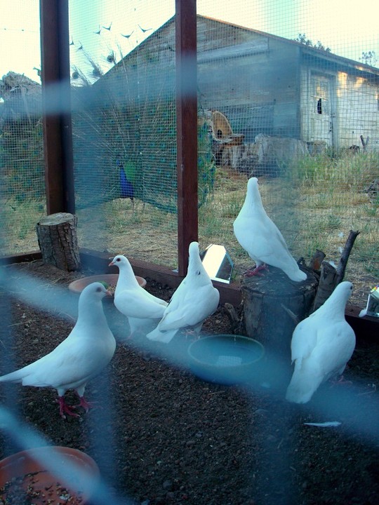 flock of rescued king pigeons in a nice aviary