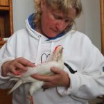 Foster mom loving on and soothing abused baby pigeon