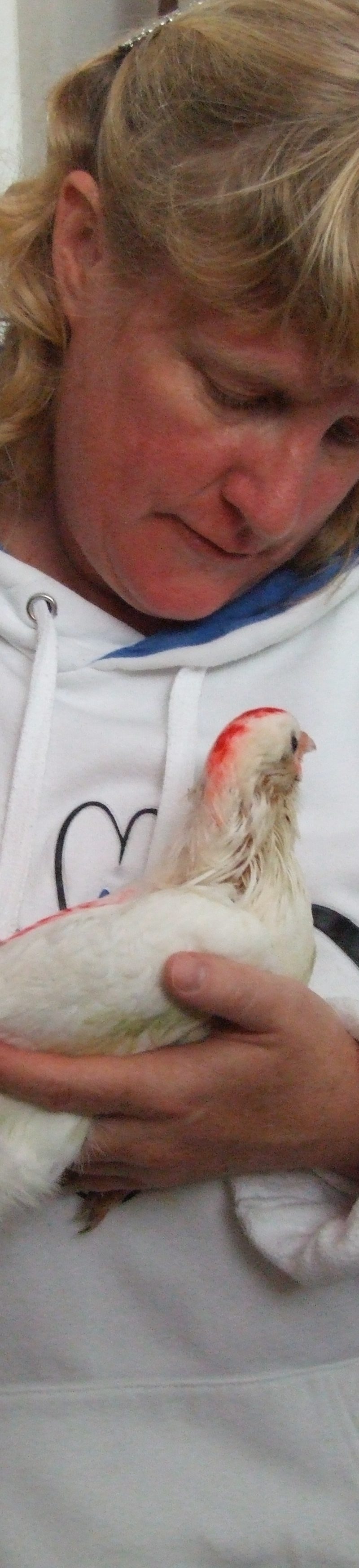 Foster mom loving on and soothing abused baby pigeon