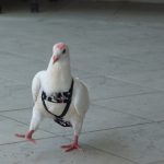 Pigeon's first steps in pants