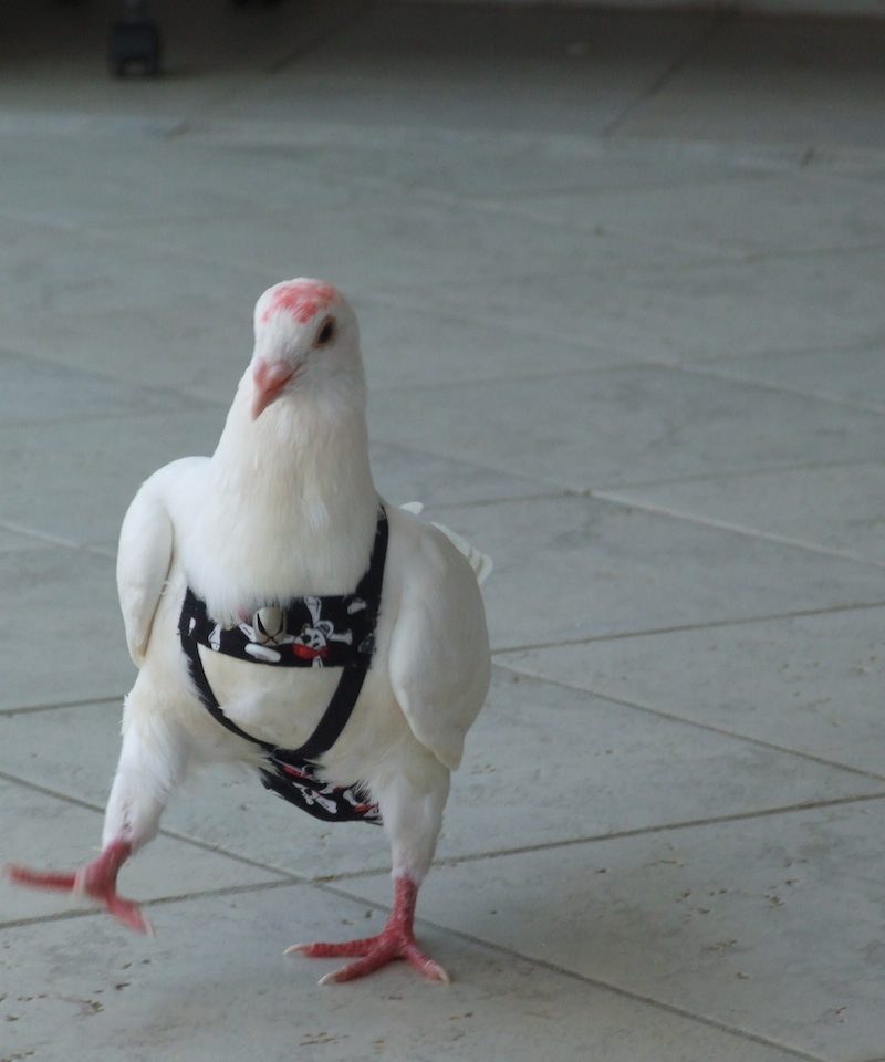 Pigeon's first steps in pants