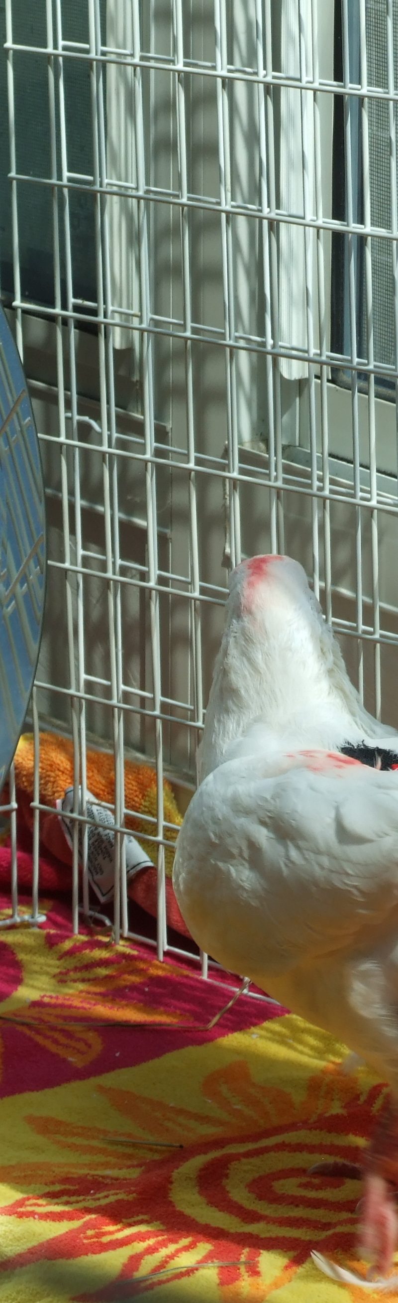 Pigeon checking out his pants in mirror