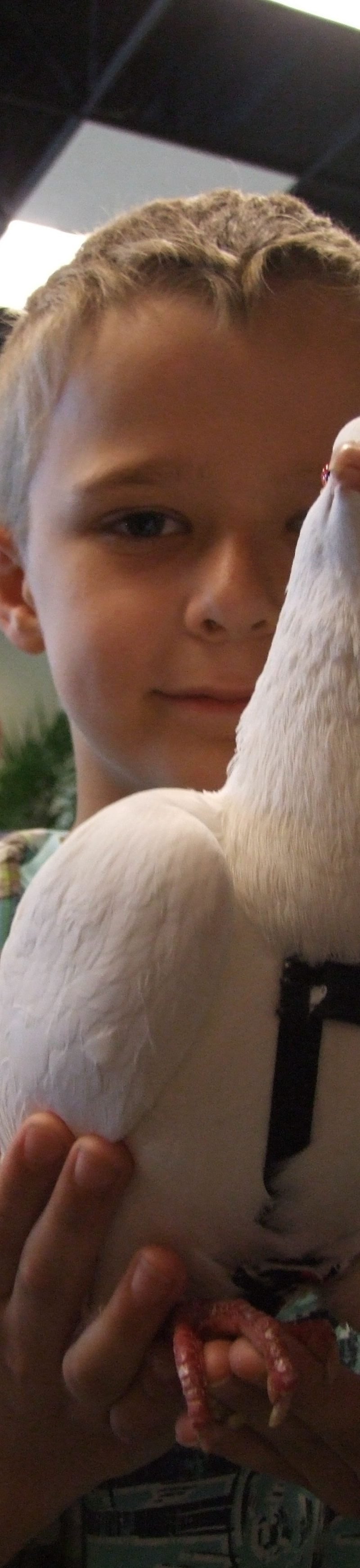 pigeon in pants in little boy's hands