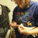 Volunteer giving oral meds to a pigeon