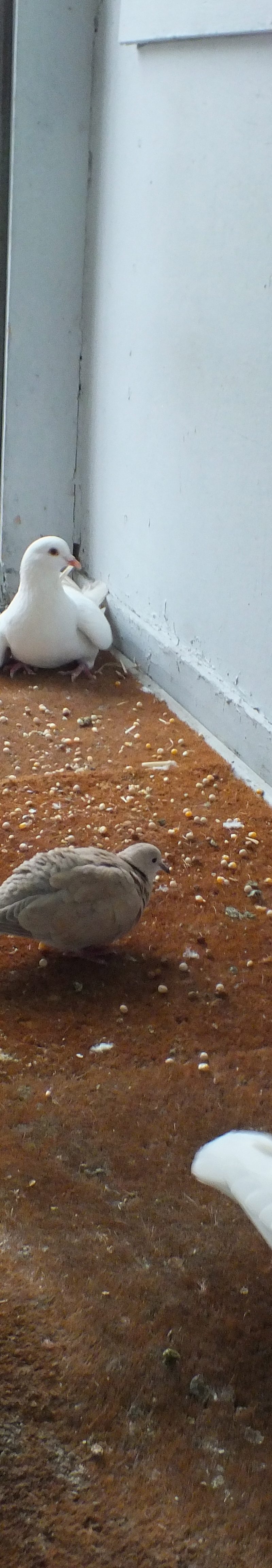 Tink with dove Lily and homing pigeon Leo