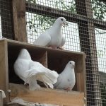 Rescued king pigeon Tink sitting on a nest box