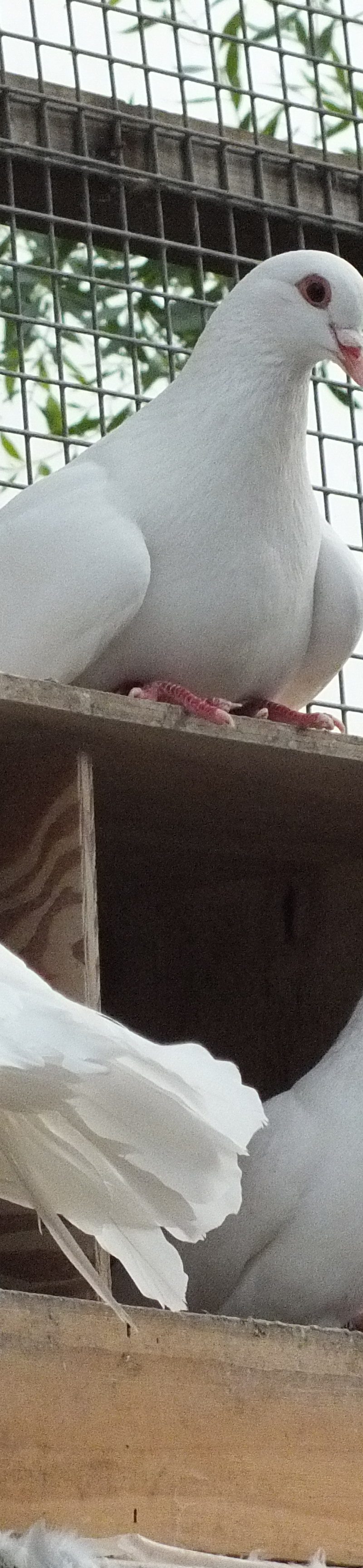 Rescued king pigeon Tink sitting on a nest box