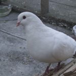 Snow outside in his foster aviary and available for adoption