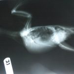 X-ray of a pigeon with chronic respiratory problems