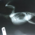 X-ray of a pigeon with chronic respiratory problems