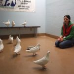 A flock of 12 king pigeons are assessed for rescue at SFACC