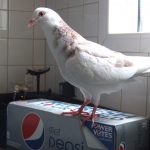 Pepsi Refresh Grant Winner 2011