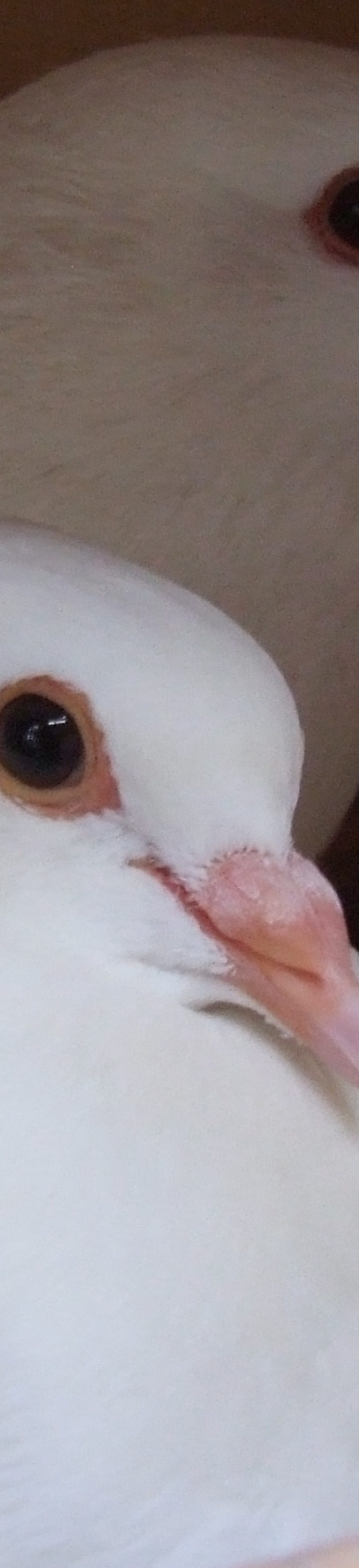 two pigeons in love